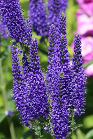 Veronica spicata tuinplant 1