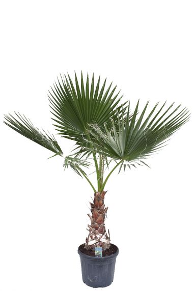 Washingtonia robusta palm 3