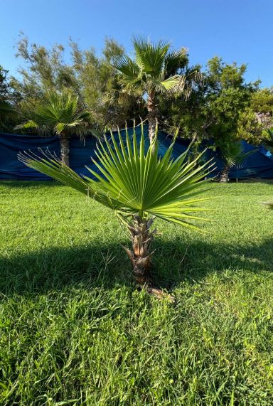 Washingtonia robusta palm 4