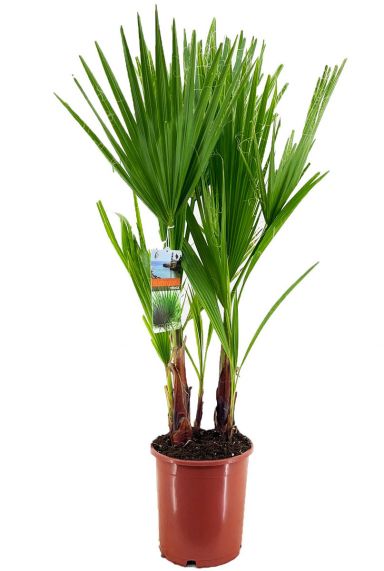 Washingtonia robusta palmen