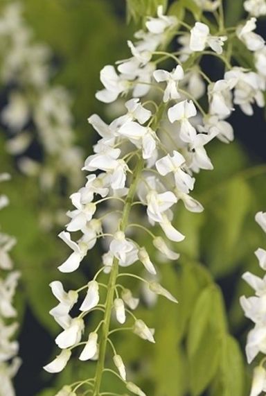 Wisteria floribunda alba tuinplant
