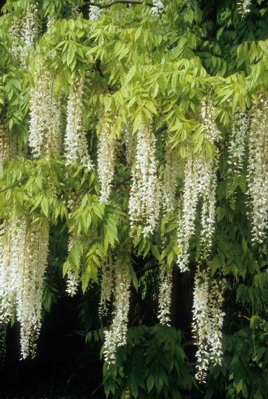 Wisteria floribunda alba tuinplant p23