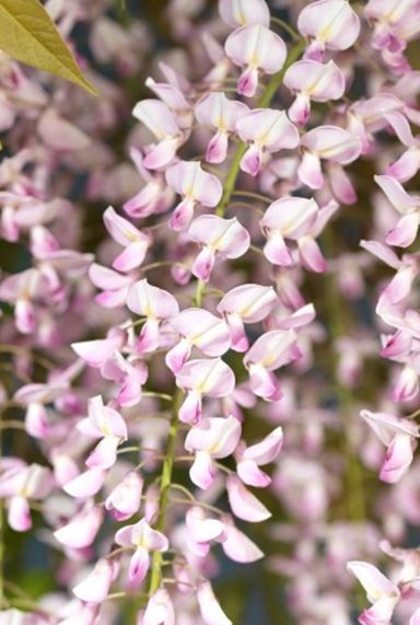 Wisteria floribunda rosea tuinplant