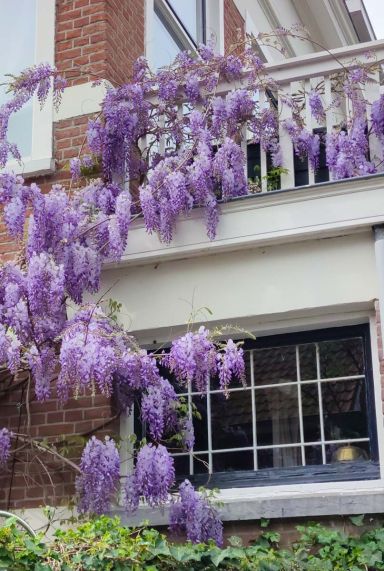 Wisteria sinensis prolific tuinplanten p14