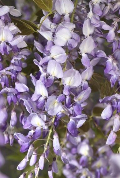 Wisteria sinensis tuinplant 23