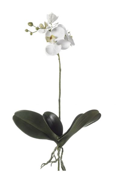 Orchidee (Phalaenopsis) Verzorging Tips & Informatie - 123Planten.Nl
