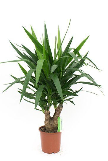 Yucca Elephantipes