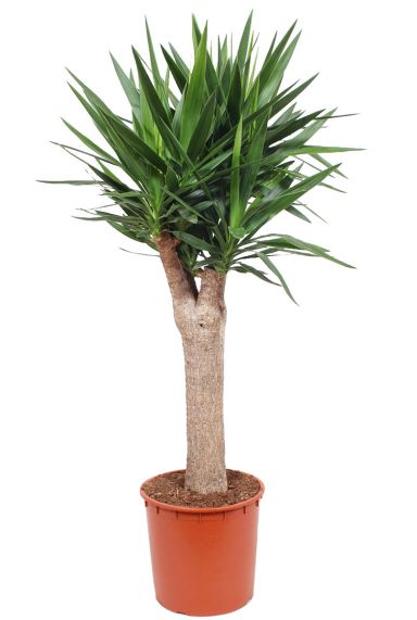 Yucca een stam