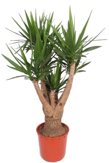 Yucca elephantipes groot