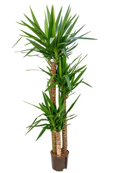 Yucca hydrocultuur groene plant