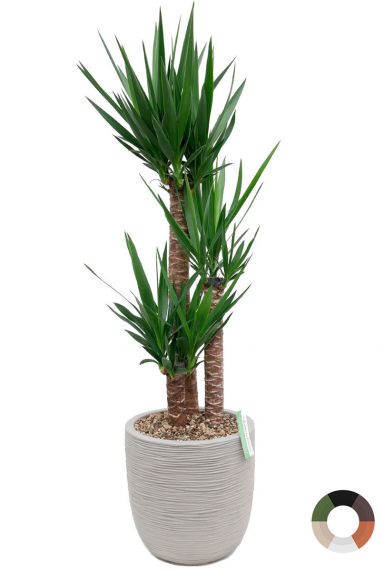 Yucca kamerplant in grijze capi pot 1
