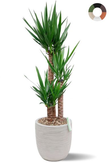 Yucca kamerplant in grijze capi pot 2