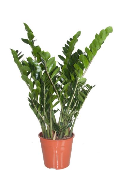 Zamioculcas 1