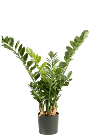 Zamioculcas kunstplant