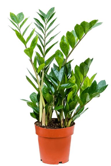 Zamioculcas planten