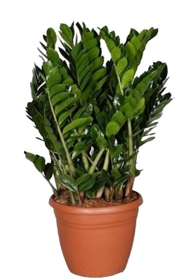 Zamioculcas zamiifolia 1