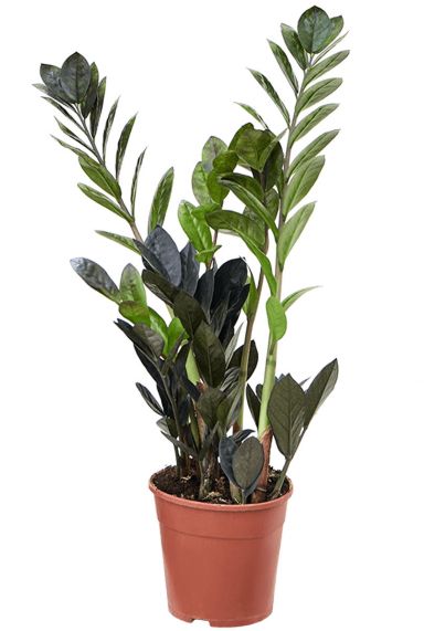 Zamioculcas zamiifolia plant
