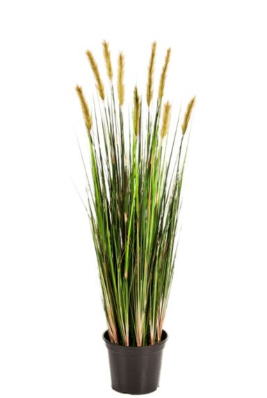 Zijdeplant gras