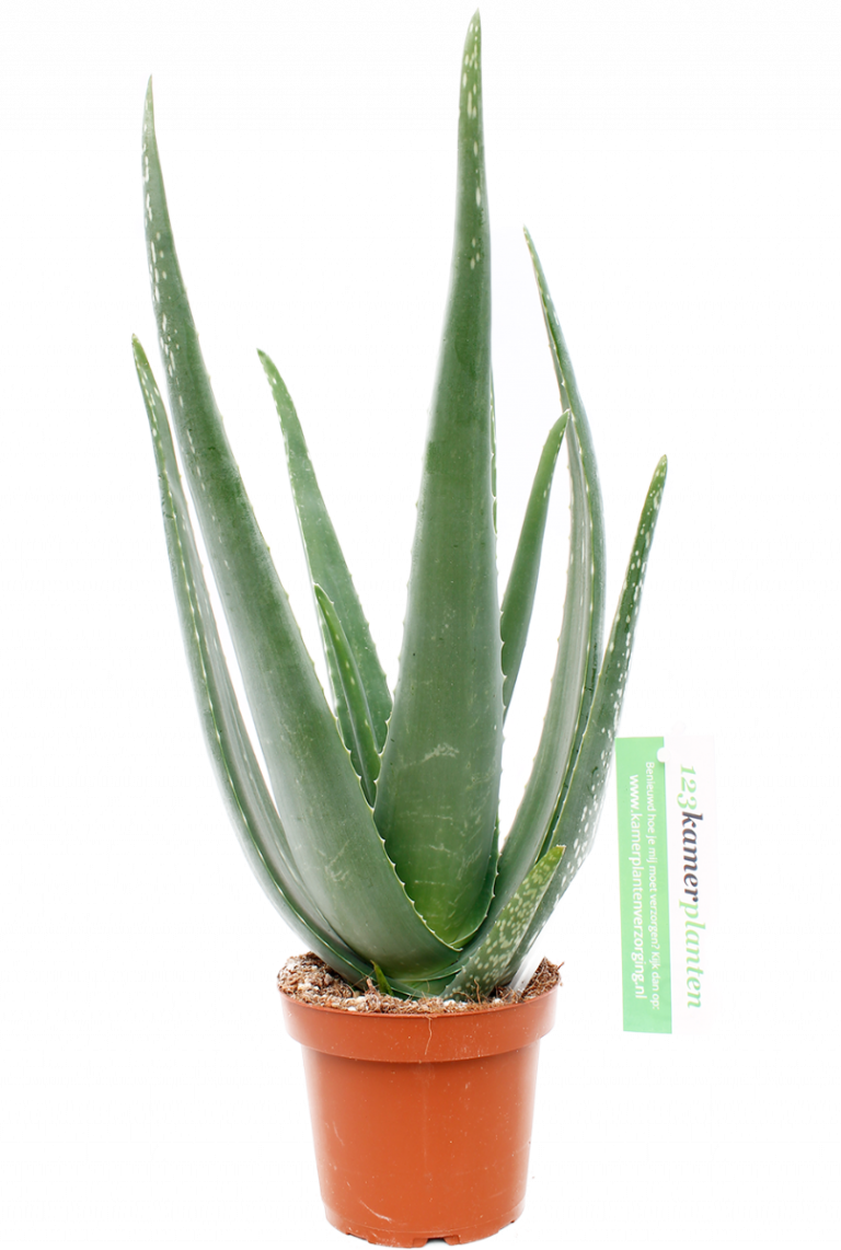 Station pack Maken Aloe vera | Wonderplant 40cm kopen?- 123planten.nl