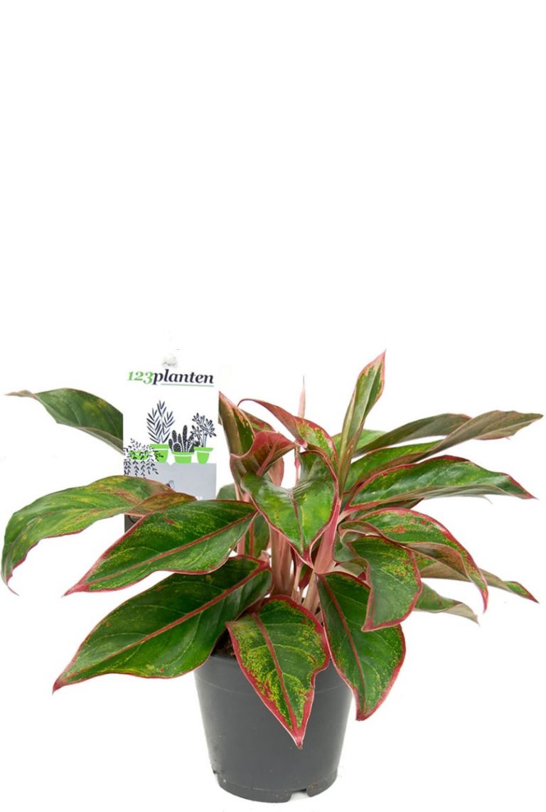 Aglaonema crete | Chinese Evergreen 25cm kopen?-
