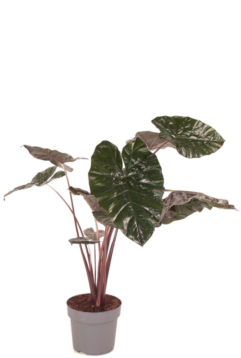 Alocasia yucatan princess | Olifantsoor 130cm kopen?- 123planten.nl