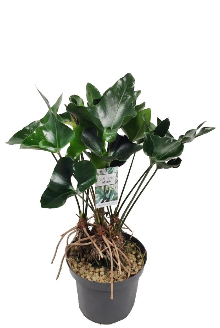 anthurium argyrostachyum Anthurium argyrostachyum 'Velvety'  Ecuagenera Orqudeas del Ecuador