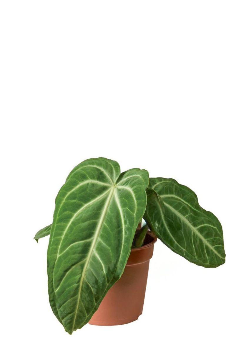 Anthurium Villenaorum | Flamingoplant 20cm kopen?- 123planten.nl