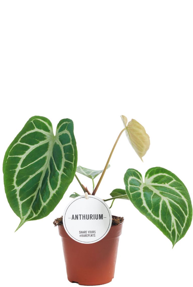 Anthurium Crystallinum | 6225 30cm kopen?- 123planten.nl