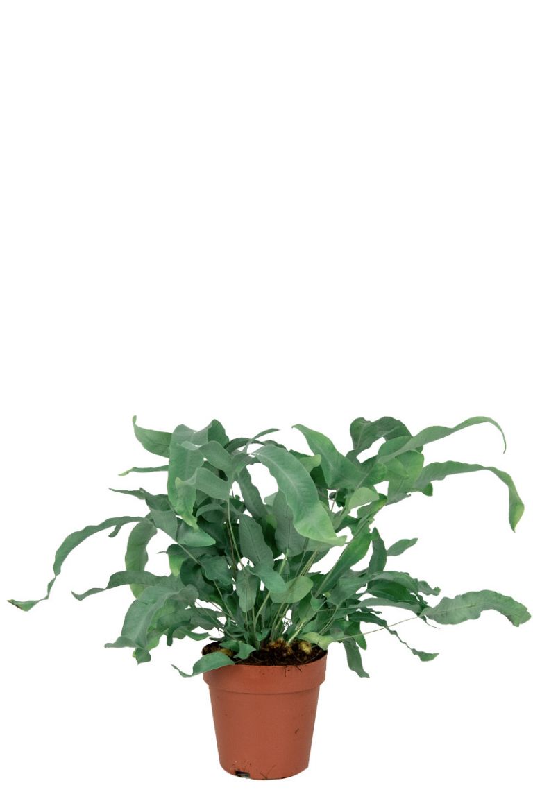 Phlebodium Aureum blue Star hydrocultuur eenvoudig en snel online bestellen