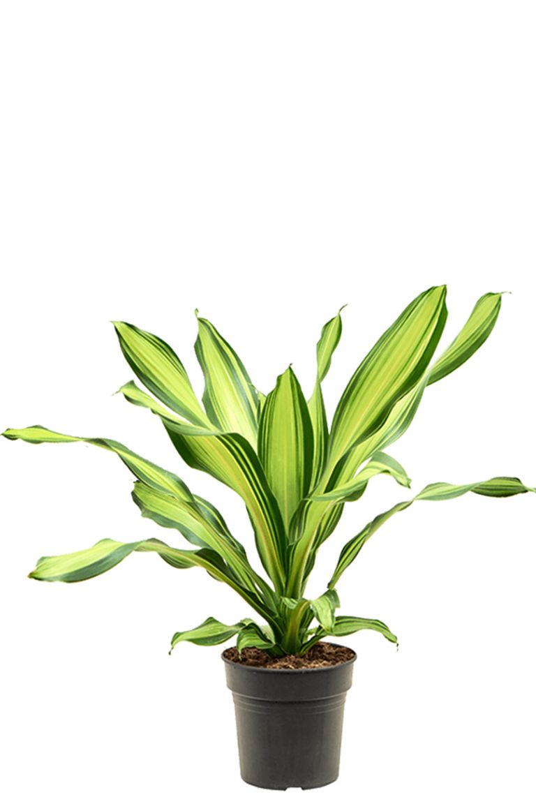 Dracaena fragrans 'Charley' en Baq Raindrop main image 1