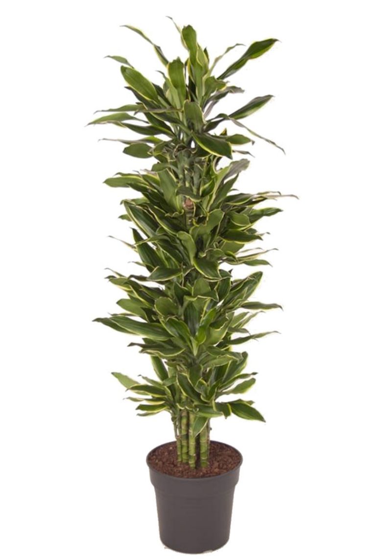 Dracaena Golden Coast kamerplant van 130 cm kopen? 123planten.nl