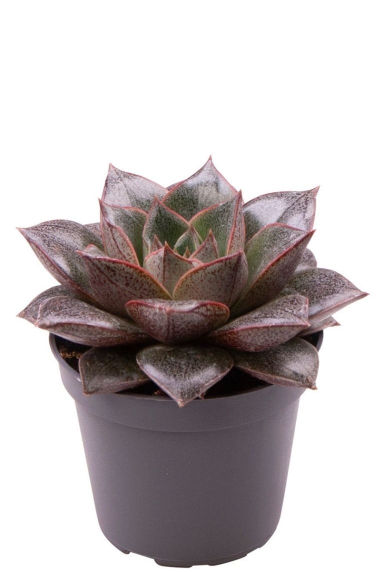 Echeveria Purpusorum | Stekje 10cm kopen?- 123planten.nl