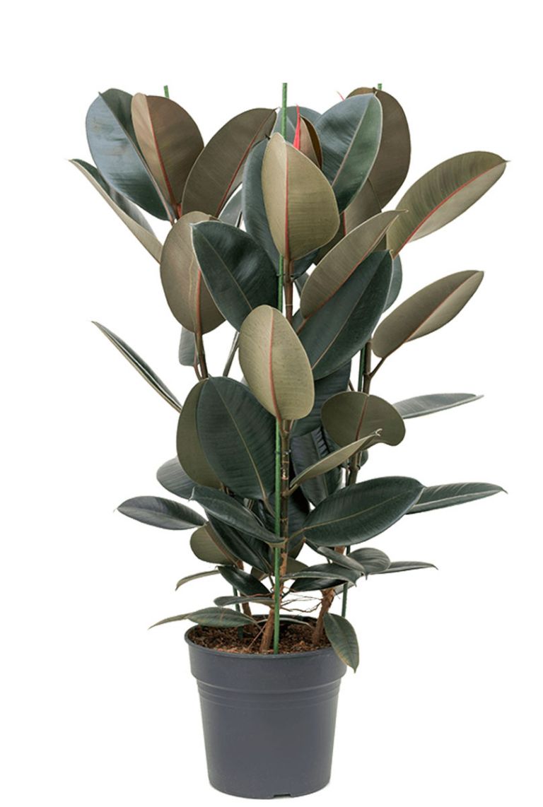eetpatroon Netelig speler Ficus elastica abidjan | Rubberplant 130cm kopen?- 123planten.nl