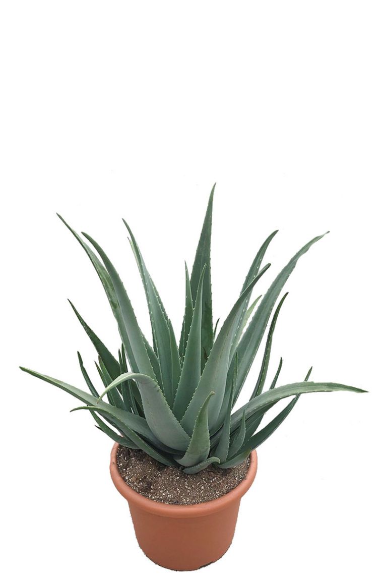 Achteruit Standaard Afgekeurd Aloe Vera | Wonderplant 100cm kopen?- 123planten.nl