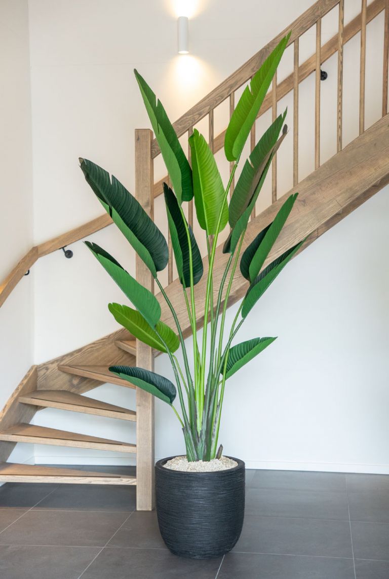 Strelitzia
