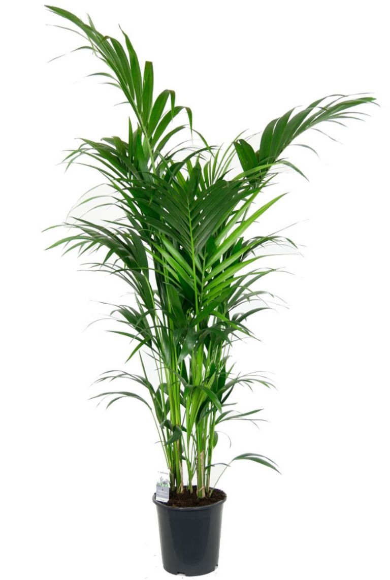 Kentia Palm Kamerplant Van 180 Cm Kopen 123planten Nl