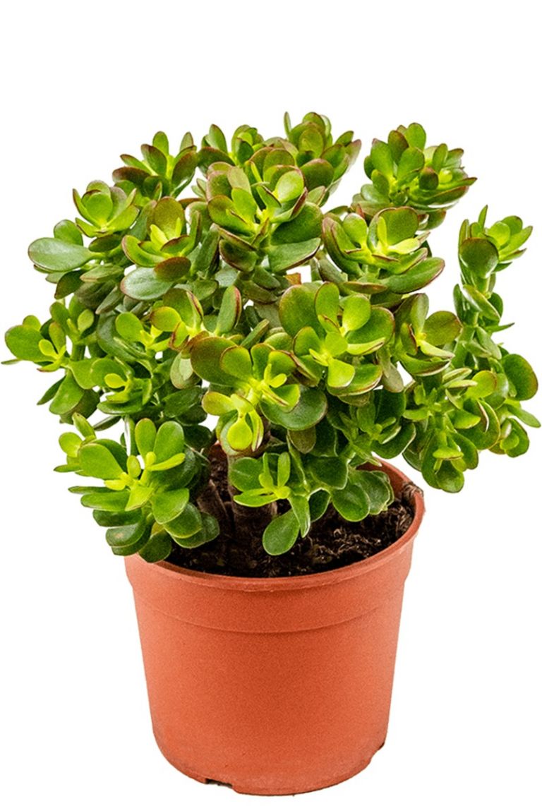 Crassula ovata minor Jadeplant 35cm kopen? 123planten.nl