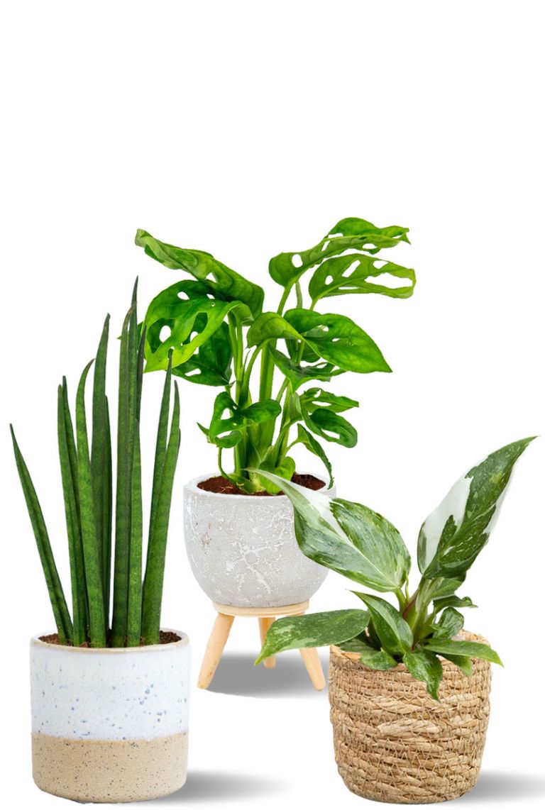 Kit de culture d'herbes aromatiques - NOPALIA® | Jardin intérieur