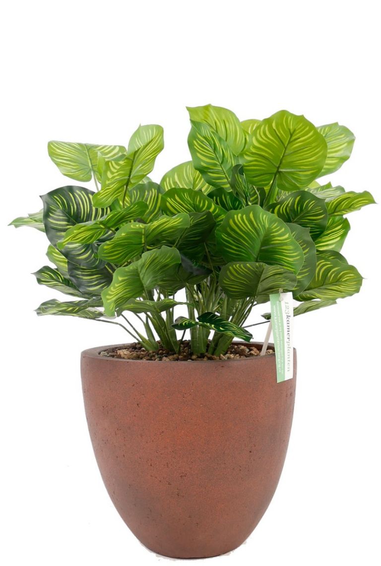 Calathea Kunstplant In D Lite Plantenbak 123planten Nl