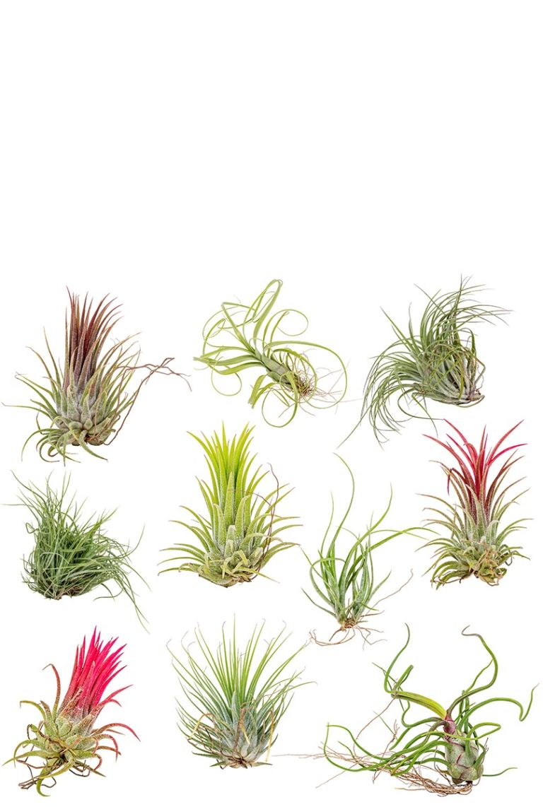 Tillandsia Ionantha Special Selection 速達 Tillandsia Ionantha Mix | 6225 0cm kopen?- 123planten.nl