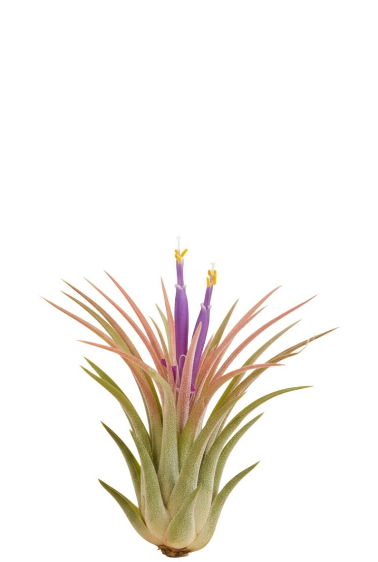 Tillandsia Ionantha | 6225 10cm kopen?- 123planten.nl