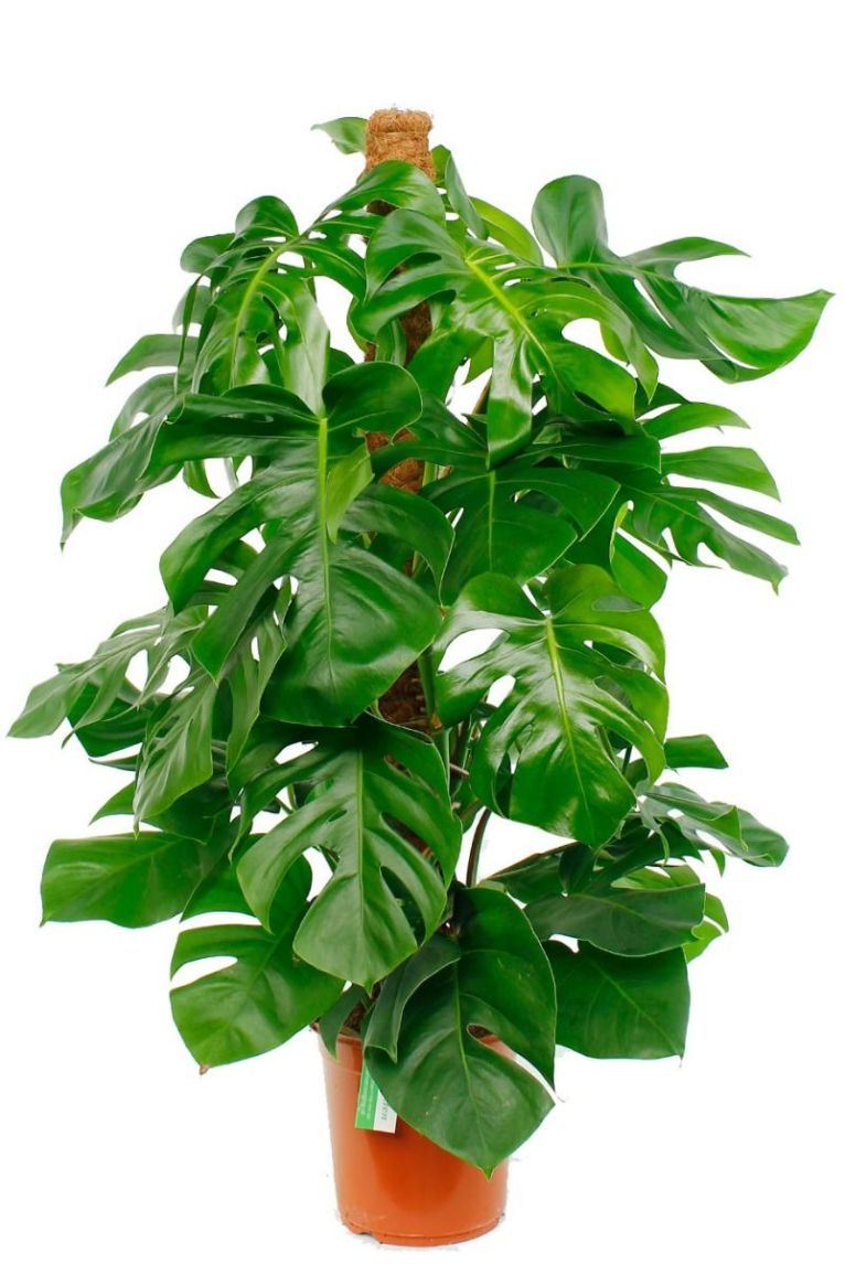 monstera minima mint Monstera 'Mint' main image 1