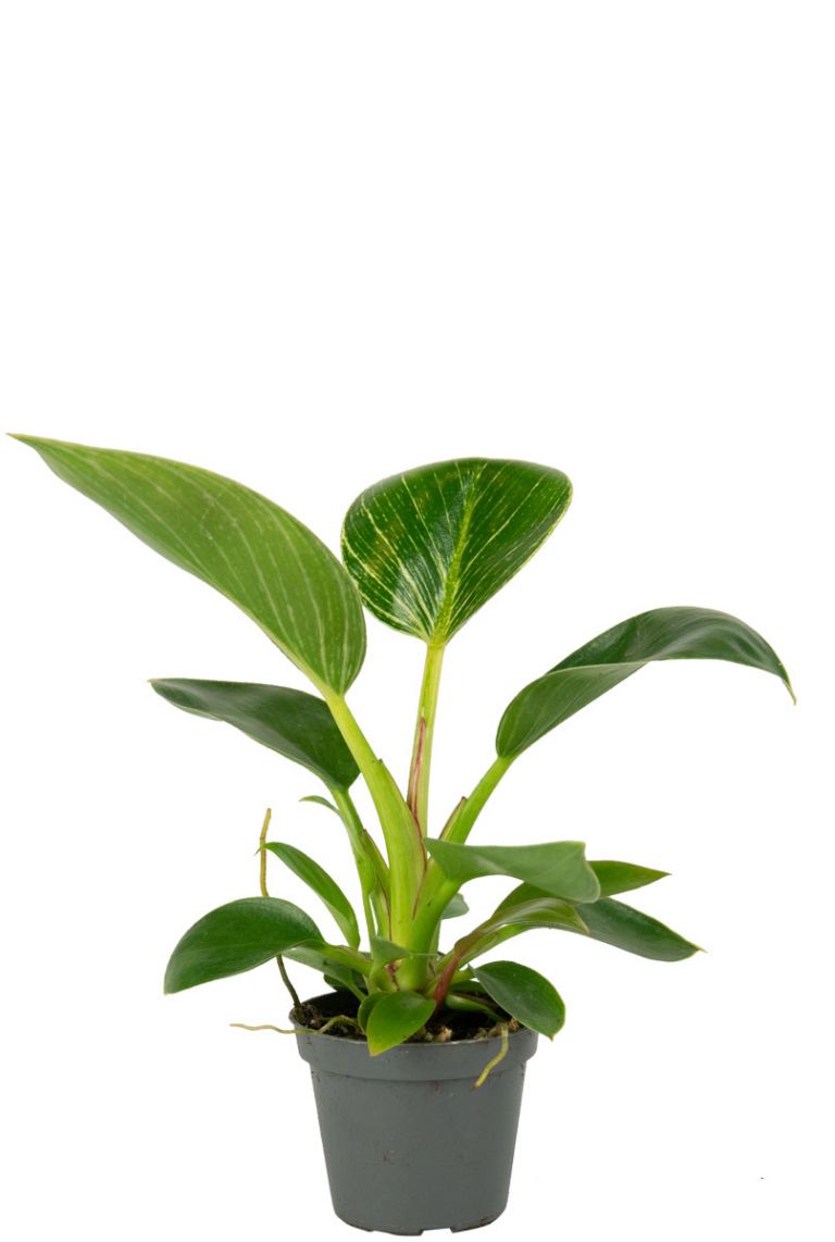Philodendron White Measure (White Wave) | Stekje 10cm kopen?- 123planten.nl