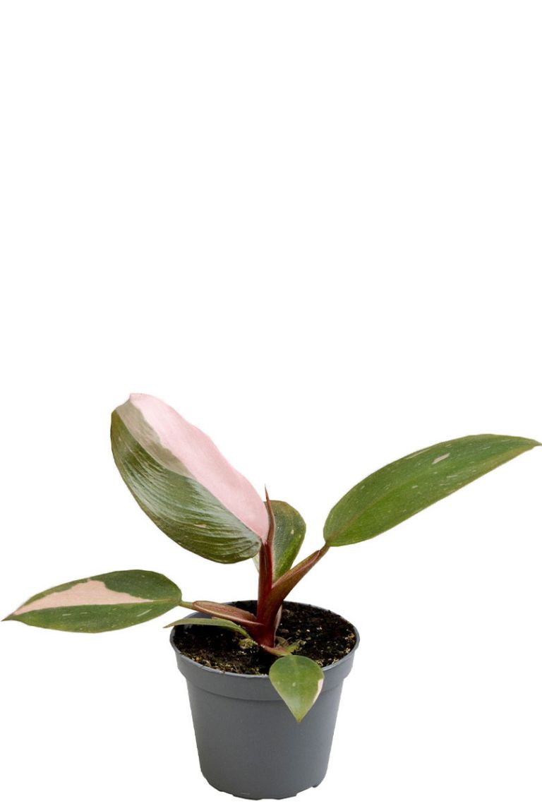 fluval plants Buy Fluval Plant Pro LED for Fresh & Planted Aquariums Online - Your Local  Fish Store Vancouver