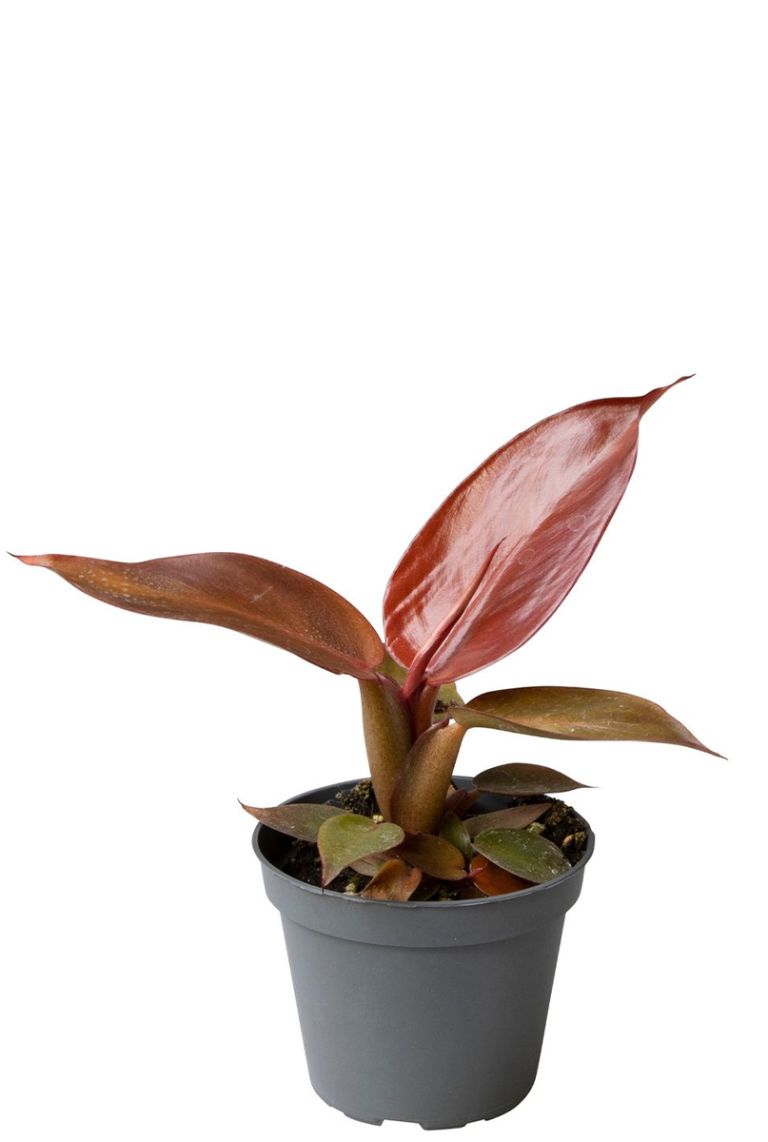 Philodendron Red Sun | 10cm kopen?- 123planten.nl