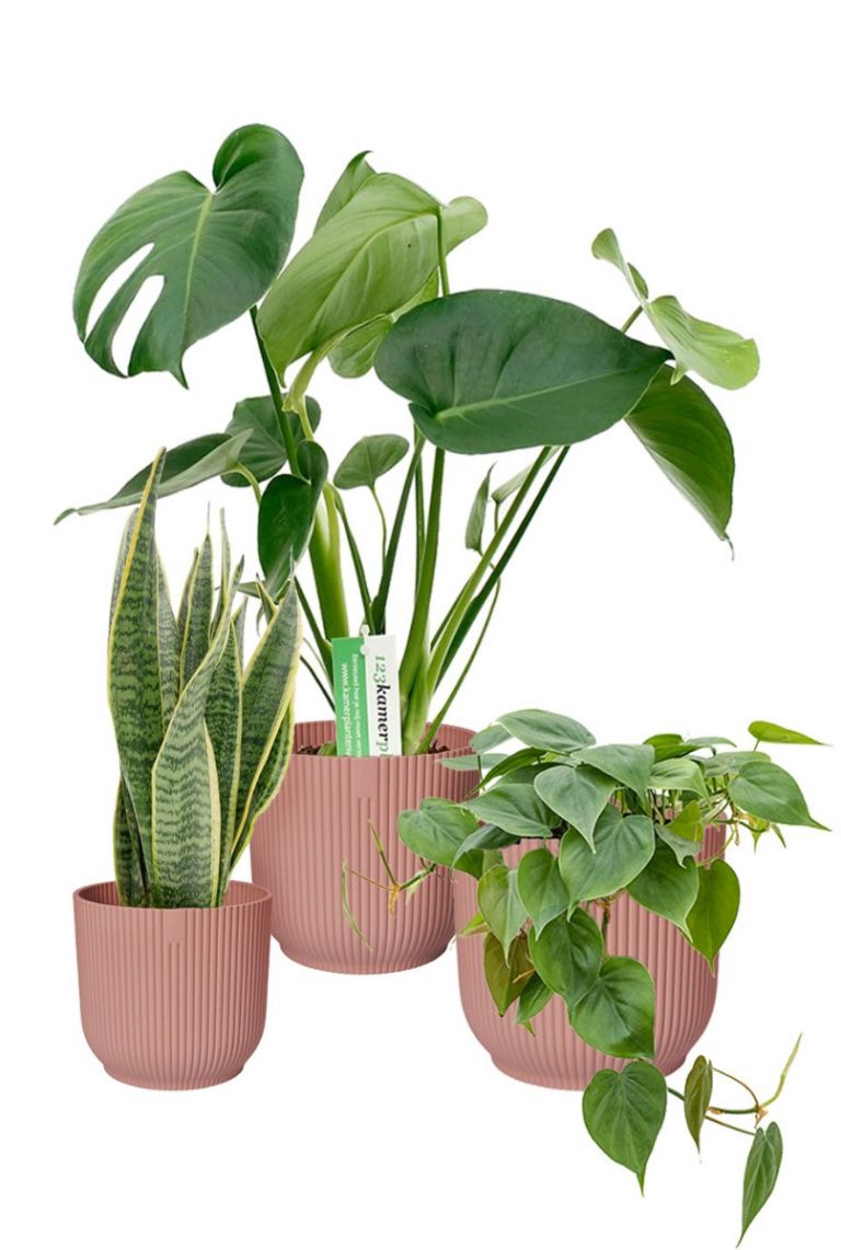 Binnenplanten in Elho potten -