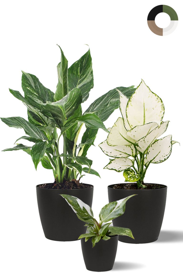 Planten groen en wit