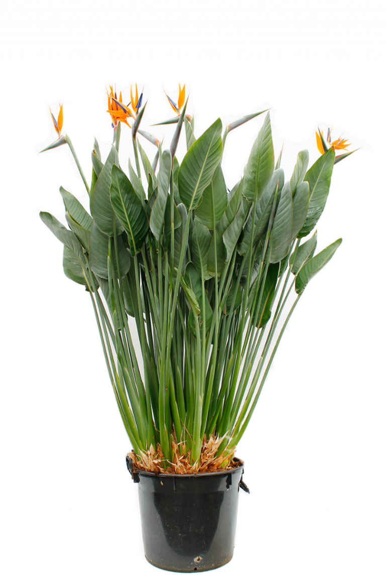 Strelitzia Reginae | Paradijsvogelbloem 150cm kopen?- 123planten.nl