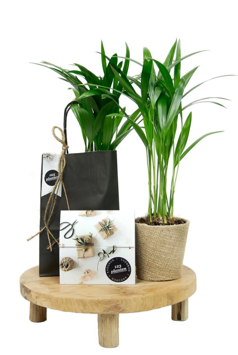 Kamerplant geschenken