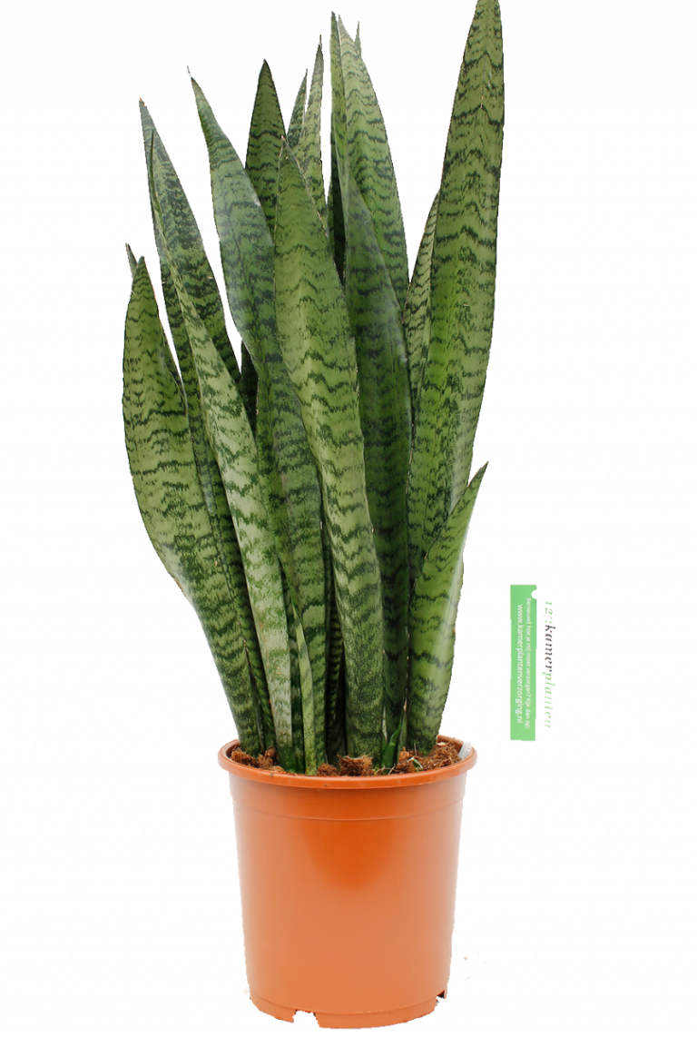 Sansevieria Zeylanica kamerplant van 80 cm kopen ...